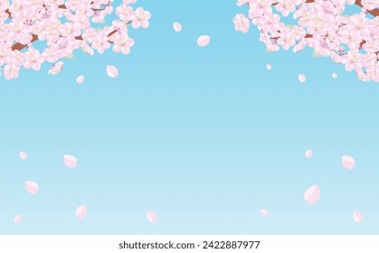 Simple cherry blossom trees, branches and cherry blossoms in full bloom, spring frame with blank space.