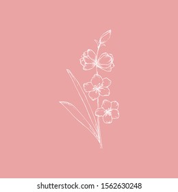Simple and clean hand drawn floral. White sketch on pink background. Great for invitation, greeting card, packages, wrapping, etc. Botanical illustration design.