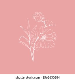Simple and clean hand drawn floral. White sketch on pink background. Great for invitation, greeting card, packages, wrapping, etc. Botanical illustration design.
