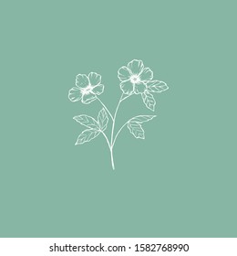 Simple and clean hand drawn floral. White sketch botanical illustration. Great for invitation, greeting card, packages, wrapping, etc. 