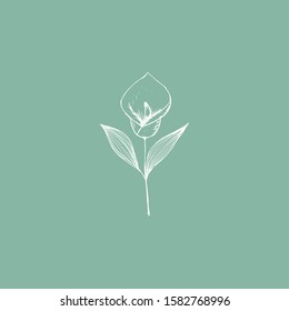 Simple and clean hand drawn floral. White sketch botanical illustration. Great for invitation, greeting card, packages, wrapping, etc. 