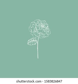 Simple and clean hand drawn floral. White sketch botanical illustration. Great for invitation, greeting card, packages, wrapping, etc. 