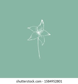 Simple and clean hand drawn floral. White sketch botanical illustration. Great for invitation, greeting card, packages, wrapping, etc. 