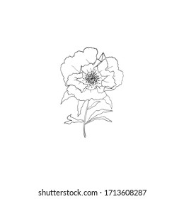 Simple and clean hand drawn floral. Sketch style illustration.  