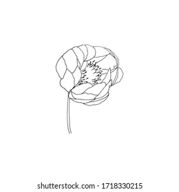 Simple and clean hand drawn floral. Sketch style illustration. Great for packages, wrapping, premade logo, business card, stationery, invitation, greeting card,etc.