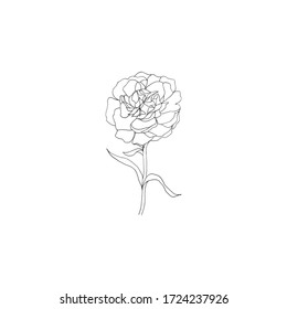 Simple and clean hand drawn floral. Sketch style illustration. Great for packages, wrapping, premade logo, business card, stationery, invitation, greeting card,etc.