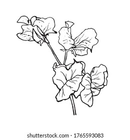 Simple and clean hand drawn floral. White sketch botanical illustration. Great for invitation, greeting card, packages, wrapping, etc. 