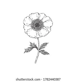 Simple and clean hand drawn floral. Sketch style botanical illustration. Great for invitation, greeting card, packages, wrapping, etc. 