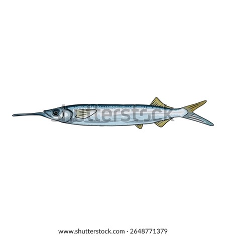 Simple, clear illustration of a ballyhoo fish, commonly used as bait.