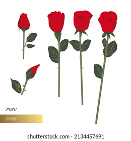 Ilustración floral de cierre simple de 5 rosas rojas incluyendo 2 en brote. 