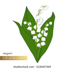 A Simple Close-up Floral Illustration Of A Bouquet Of Lily Of The Valley Sprigs, A Symbolic Flower Sold In France For May Day. 