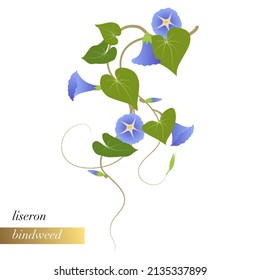 A simple close-up floral illustration of an invasive creeper, bindweed. 