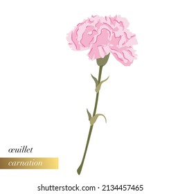 Simple Closeup Floral Illustration Pink Carnation Stock Vector (Royalty ...