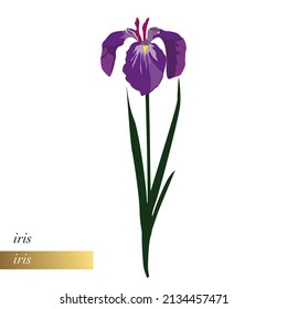 Simple close-up floral illustration of a purple iris. 