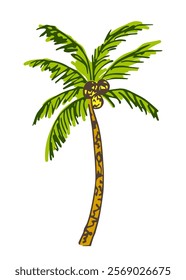 Simple color illustration. Coconut palm, tropical nature, tree.