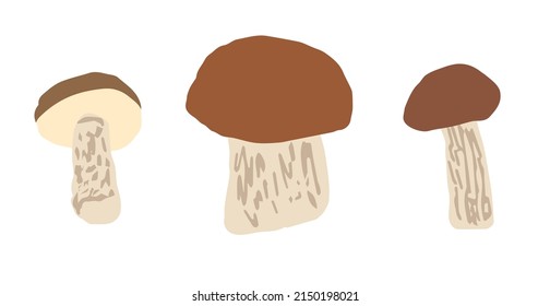 Simple color vector illustration. Forest porcini mushroom, boletus. Delicacy, vegetarian food.
