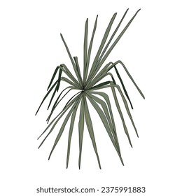 Simple colored Fan palm leaf illustration in line style, outline.