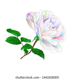 Simple colored rose stem with leaves natural and outline and silhouette vintage on a white background vector illustration editable hand draw