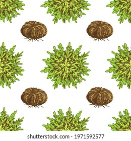 Simple colored vector seamless pattern. Desert plant spores, selaginella lepidophylla, jericho rose, resurrection flower, bright green anastatica on a white background. Packaging design, label.