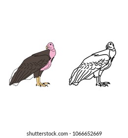 The simple coloring of the bird Concor lives in Peru