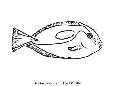 Simple coloring for kids - a linear animal. Vector fish