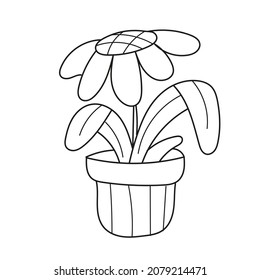 Simple coloring page. Cute Daisy Flower plant, hand drawn stock vector illustration isolated on white background, design for coloring book page