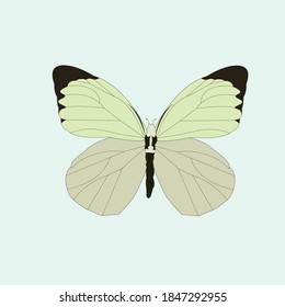 Simple Colors Butterfly Top Shot Vector Illustration on white background 