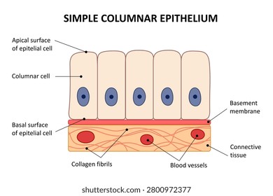 Simple columnar epithelium. Diagram. Scientific illustration.