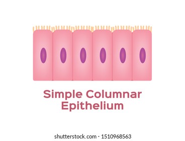 Simple Columnar Epithelium / Epithelial Tissue