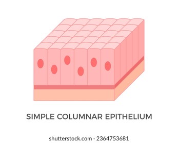 Simple columnar epithelium. Epithelial tissue types. Tall and slender cells with oval-shaped nuclei. Lines most organs of the digestive tract like stomach, intestines. Medical illustration. Vector.