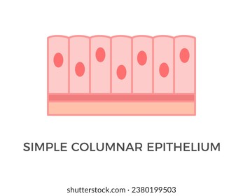 Simple columnar epithelium. Epithelial tissue types. Tall and slender cells with oval-shaped nuclei. Lines most organs of the digestive tract like stomach, intestines. Medical illustration. Vector.