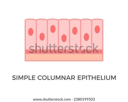Simple columnar epithelium. Epithelial tissue types. Tall and slender cells with oval-shaped nuclei. Lines most organs of the digestive tract like stomach, intestines. Medical illustration. Vector.
