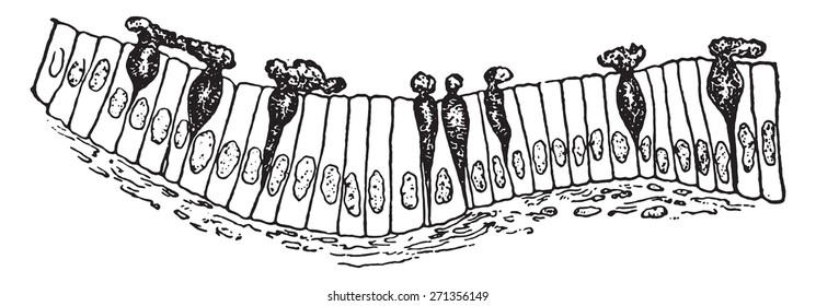 El epitelio columnar simple de la membrana mucosa del intestino, con células que verten su contenido, ilustración vintage grabada.