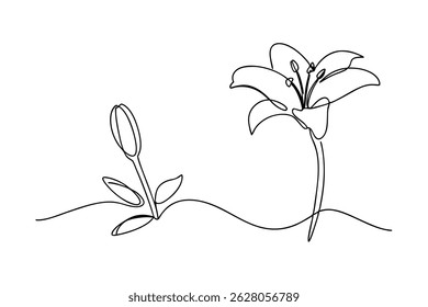 Simple continuous line drawing of a lily flower bud and fully bloomed blossom illustration