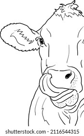 Simple contour line drawing of funny cow on white background. Hand drawn minimalist vector illustration