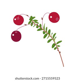 Einfache Preiselbeere mit roten reifen Beeren und grünen Blättern einzeln auf weißem Hintergrund. Gesunde natürliche Nahrung. Wild wachsende Moorpflanze, Vektorgrafik, flach.