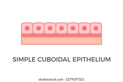 Simple cuboidal epithelium. Epithelial tissue types. A single layer of cube-like cells that provide protection and may be active or passive depending on the location. Medical illustration. Vector.