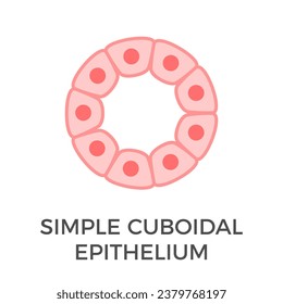 Simple cuboidal epithelium. Tubular epithelial cells. A single layer of cube-like cells that provide protection and may be active or passive depending on the location. Medical illustration. Vector.