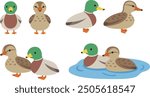 Simple and cute duck male and female illustration set