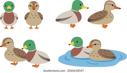 Simple and cute duck male and female illustration set