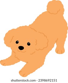 Simple and cute flat colored illustration of Toy Poodle being playful