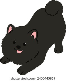 Simple and cute flat colored illustration of black Pomeranian being playful