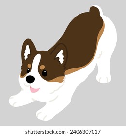 Simple and cute flat tri colored illustration of Corgi being playful