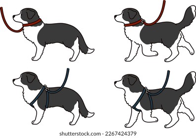 Simple and cute hand drawn Border Collie with leash and harness