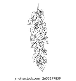 Simple cute hand-drawn vector icon line illustration of a single vertically hanging vine with dense overlapping heart-shaped leaves in minimalist black outline style on white background