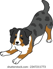 Simple and cute illustration of Australian Shepherd being playful