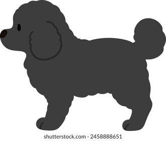 Simple and cute illustration of black colored Toy Poodle in side view flat colored