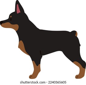 Simple and cute illustration of Doberman Pinscher in side view flat colored