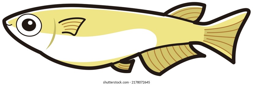 Simple and cute illustration of killifish