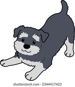 Simple and cute illustration of Miniature Schnauzer being playful